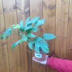  Monstera Minima (Rhaphidophora tetrasperma) - výška 20-35 cm, kont. C1,5L